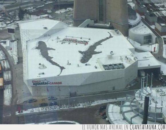 acuario,nieve,techo,tiburón